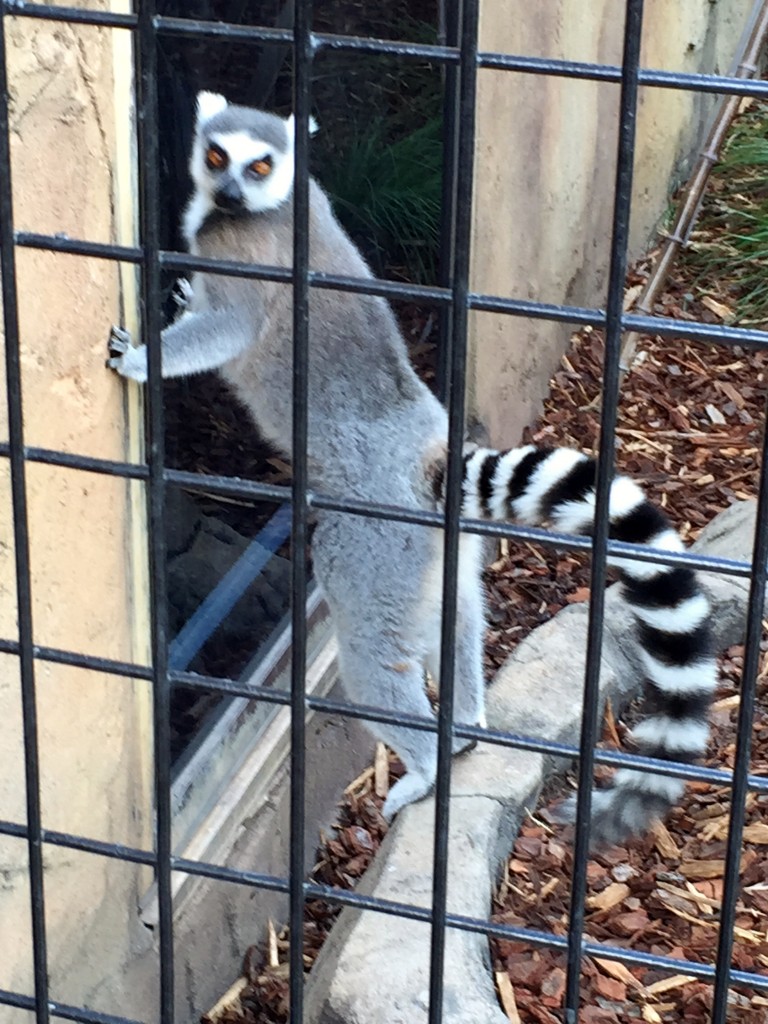 lemur Jamala wildlife lodge