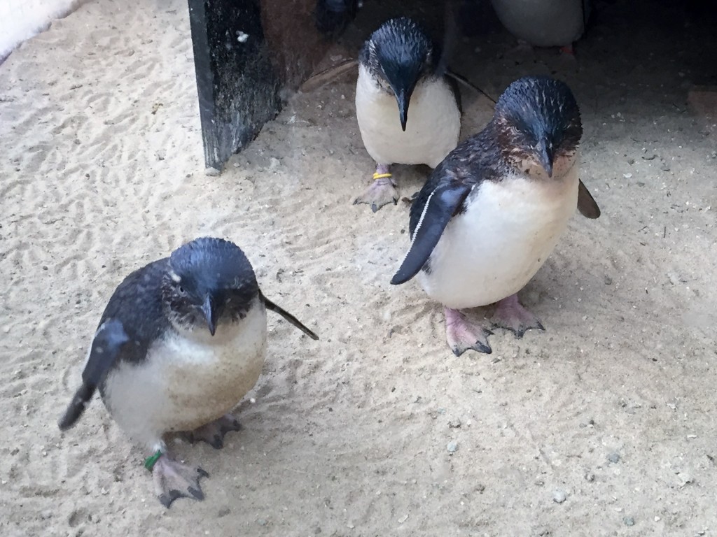 penguins Jamala wildlife lodge