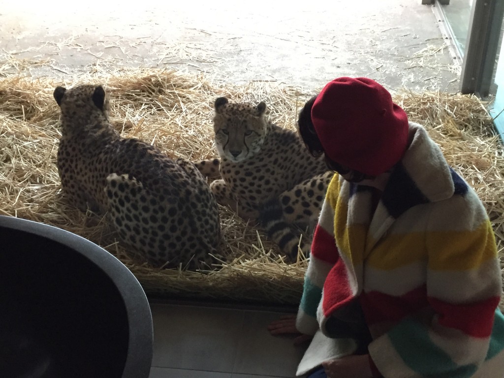 cheetah jungle bungalow Jamala wildlife lodge