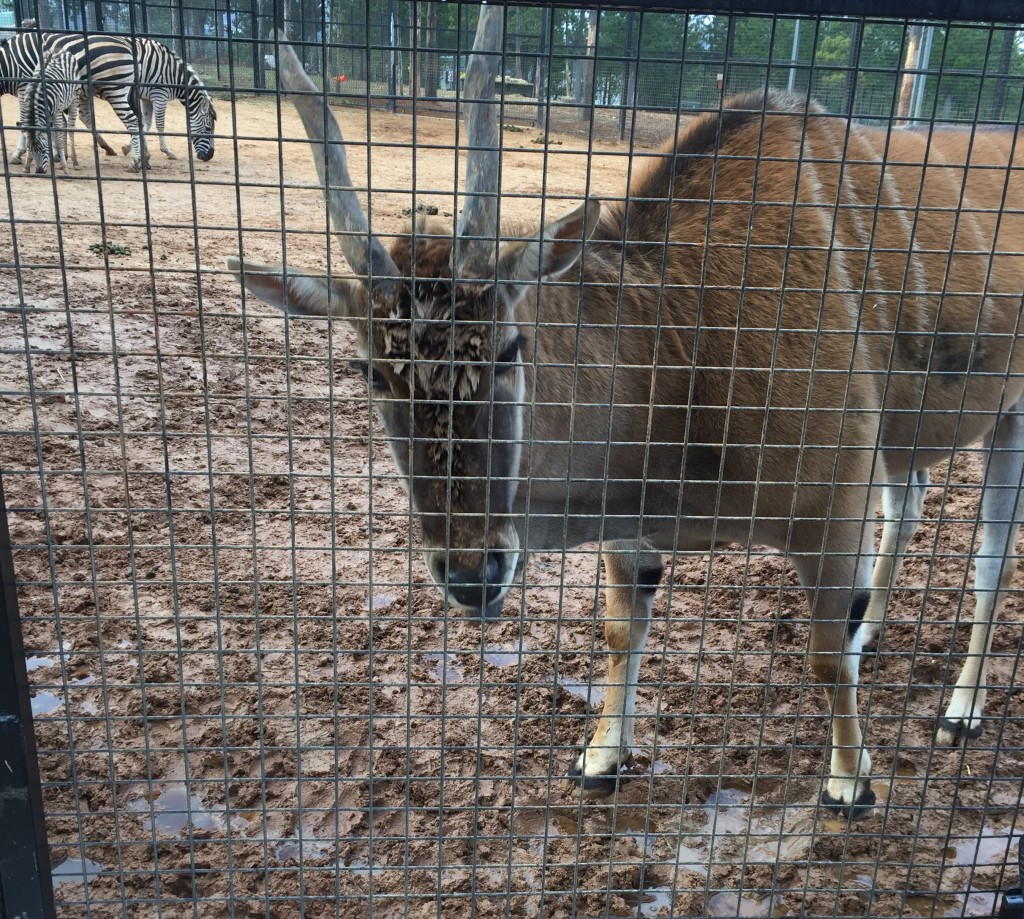 antelope  Jamala wildlife lodge