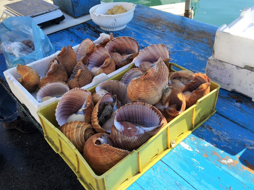 giant sea snails for sale in Trani